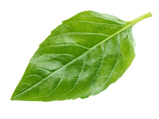 Obraz premium Single fresh green basil leaf close up studio shot isolated on white background