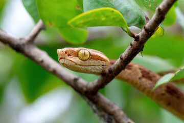 Naklejka premium Snake Imitating a Branch Lurking in Jungle Canopy