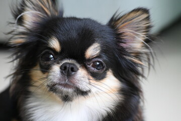 tiny black and brown furry dog in home, cute chihuahua canine