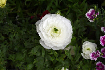 Beautiful white ranunculus flower growing in an outdoor flower garden. ranunculus flower closeup, white blooming flower, Closeup shot of a beautiful blossoming ranunculus in field