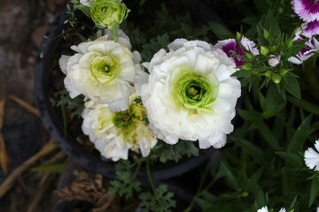 Beautiful white ranunculus flower growing in an outdoor flower garden. ranunculus flower closeup, white blooming flower, Closeup shot of a beautiful blossoming ranunculus in field