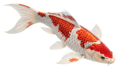 Colorful Koi Fish Isolated on Transparent Background