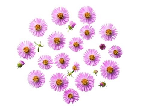  Delicate Erigeron Petals in Spring Light