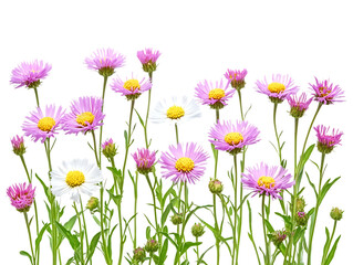 Delicate Erigeron Petals in Spring Light