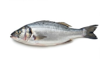 Obraz premium A single fresh european sea bass fish laying on a plain white surface in a studio setting shot