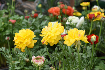 Beautiful Yellow ranunculus flower growing in an outdoor flower garden. ranunculus flower closeup, Yellow blooming flower, Closeup shot of a beautiful blossoming ranunculus in field