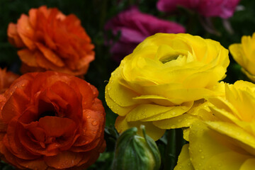 Beautiful Yellow ranunculus flower growing in an outdoor flower garden. ranunculus flower closeup, Yellow blooming flower, Closeup shot of a beautiful blossoming ranunculus in field