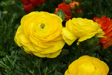 Beautiful Yellow ranunculus flower growing in an outdoor flower garden. ranunculus flower closeup, Yellow blooming flower, Closeup shot of a beautiful blossoming ranunculus in field