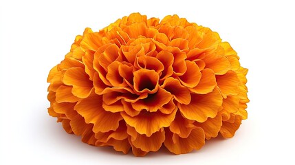 Isolated Golden Marigold Flower Head Full Bloom Detailed Petals On White Background