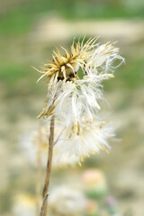A blooming Creeping Thistle plant, Creeping thistles flower at the meadow. wild flower bloom, thistle in seed, natural flower, creeping thistle flower closeup, Closeup of fluffy creeping thistles seed