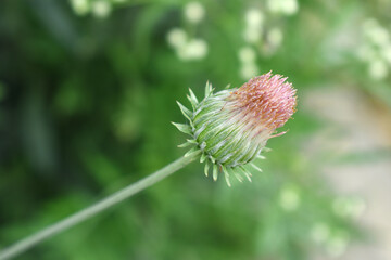 A blooming Creeping Thistle plant, Creeping thistles flower at the meadow. wild flower bloom, thistle in seed, natural flower, creeping thistle flower closeup, Closeup of fluffy creeping thistles seed