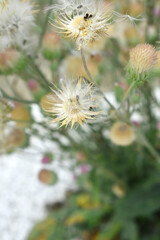 A blooming Creeping Thistle plant, Creeping thistles flower at the meadow. wild flower bloom, thistle in seed, natural flower, creeping thistle flower closeup, Closeup of fluffy creeping thistles seed