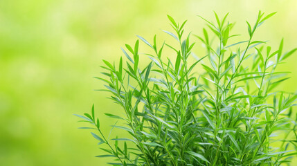 Obraz premium Fresh green tropical leaves create vibrant and lively atmosphere, perfect for nature lovers