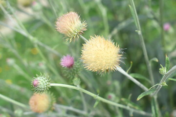 A blooming Creeping Thistle plant, Creeping thistles flower at the meadow. wild flower bloom, thistle in seed, natural flower, creeping thistle flower closeup, Closeup of fluffy creeping thistles seed
