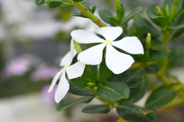 Close-up view of White madagascar periwinkle, The scientific name is Catharanthus roseus, White...