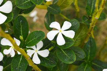 Close-up view of White madagascar periwinkle, The scientific name is Catharanthus roseus, White...
