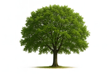 The Majestic Oak: A vibrant, full-grown oak tree stands tall, its lush green canopy reaching for the sky, representing strength, longevity, and the beauty of nature.