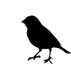 Fototapeta premium A silhouette of a finch bird