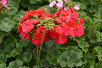 Blooming vibrant red geranium Pelargonium flowers closeup, Blooming of Geranium, closeup shot of red geranium flowers in garden, geranium in the exhibition of geraniums in Chakwal, Punjab, Pakistan