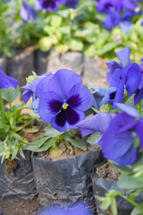 Spring flowers Viola in violet Black color - favorite ornamental plant flowering in the spring, Beautiful violet Black flower in the garden close up of blooming pancy flowers, violet Black Pancy flowe
