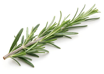 Fototapeta premium Fresh rosemary twig isolated on transparent background, Object for food, health, hair care or perfumery related design element, cut out, PNG, top view AND flat lay.
