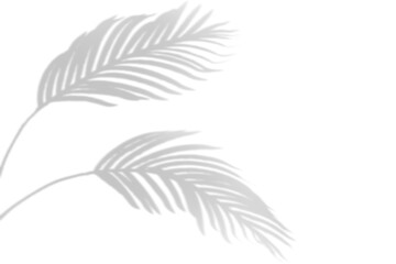 shadow overlay effects,realistic palm tree branch shadow on transparent background,Natural shadow of tropical palm leaf,shadow for product presentation interior backdrop,Summer plants shadow overla