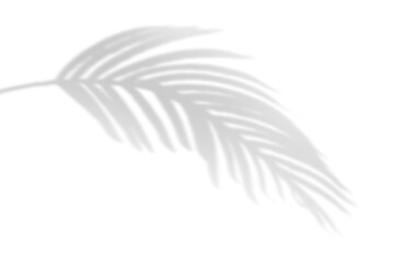 shadow overlay effects,realistic palm tree branch shadow on transparent background,Natural shadow of tropical palm leaf,shadow for product presentation interior backdrop,Summer plants shadow overla © ZMC-Studio