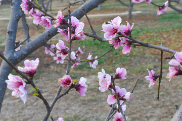 Beautiful Pink Peach Blossoms in a Garden, Pink Peach Flowers Blooming on Peach Tree, Beautiful...