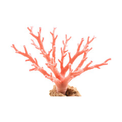 Intricate details of a delicate coral, showcasing its vibrant pinkish-orange hue against a black background.  A captivating underwater scene.