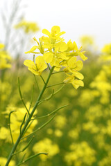Fototapeta premium Mustard flower field is full blooming, yellow mustard field landscape industry of agriculture, mustard flowers closeup photo, Oil seed crop cultivation in Pakistan, Full Blooming Yellow Mustard Flower