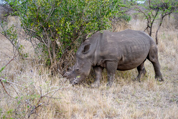 Obraz premium White Rhino on a South African Safari
