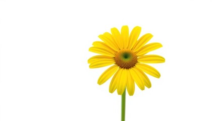 Single yellow flower against white background (1)