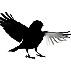 Obraz premium A silhouette of a sparrow