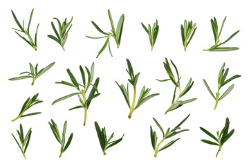 Obraz premium Fresh and green rosemary isolated on transparent background.PNG files