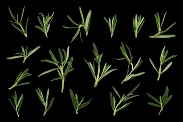 Fresh and green rosemary isolated on black background.