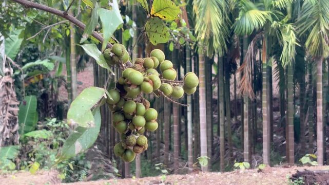 Soap Nuts on tree in rural area of ​​India.