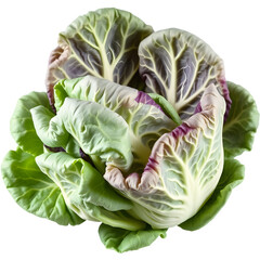 Obraz premium Vibrant green and purple cabbage with tightly packed leaves. A fresh and healthy vegetable.