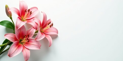 Fototapeta premium Elegant lilies arranged on pristine white backdrop , macro, spring, flowers