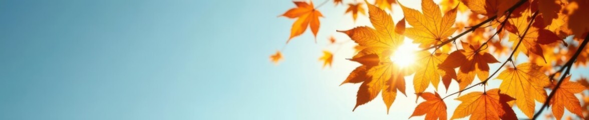 Obraz premium Golden leaves backlit, azure sky, crisp autumn day, leaves, scenic