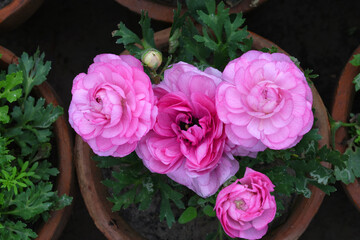 Beautiful Pink ranunculus flower growing in an outdoor flower garden. ranunculus flower closeup, Pink blooming flower, Closeup shot of a beautiful blossoming ranunculus in field