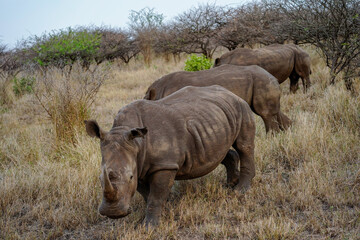 Trio of White Rhinos from a South African Safari. © Katie