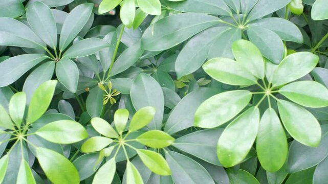 Tropical green leaves schefflera close-up, abstract natural background.