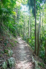 Fototapeta premium Serene Jungle Path: A Tranquil Walk Through Lush Tropical Foliage