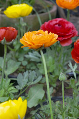 Beautiful Orange ranunculus flower growing in an outdoor flower garden. ranunculus flower closeup, Orange blooming flower, Closeup shot of a beautiful blossoming ranunculus in field