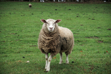 sheep with their lambs in a pasture