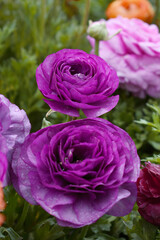 Beautiful purple ranunculus flower growing in an outdoor flower garden. ranunculus flower closeup, purple blooming flower, Closeup shot of a beautiful blossoming ranunculus in field
