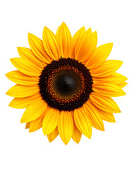 Fototapeta premium Sunflower Isolated on White Background