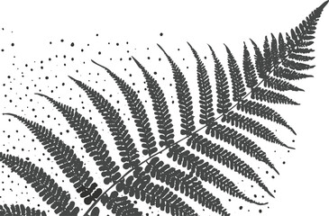 Monochrome Botanical Vector of a Fern Leaf Featuring Fine Line Work, Isolated on White Background, Perfect for Nature Studies and Scientific Prints