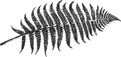 Detailed Vector Illustration of a Black and White Fern Leaf with Intricate Frond Patterns, Textured Silhouette, and Delicate Veins in a Vintage Botanical Engraving Style