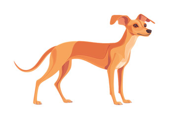 Obraz premium Italian Greyhound for Dog Breed and Pet Art - Isolated on White Background